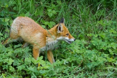 Liska_obecna_04-8